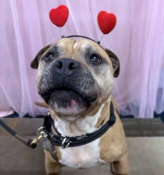 HankTheTank -  Pit Bull Terrier and Mixed Breed Dog for Adoption in Richmond, Virginia - HankTheTank | PetCurious