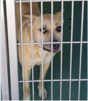 Labrador Retriever Dogs Available for Adoption - JACKY | PetCurious