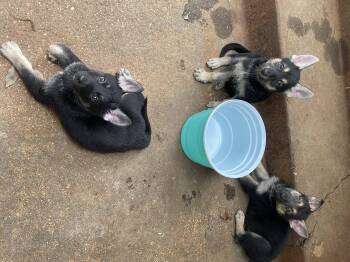 Rescue German Shepherd Dog Dogs for Adoption in Haslet, Texas - Rocky | PetCurious