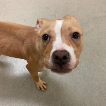 Dovey -  Pit Bull Terrier Dog for Adoption in Lynchburg, Virginia - Dovey | PetCurious