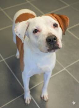 Rescue Mixed Breed Dogs for Adoption in Bowling Green, Kentucky - Nixie | PetCurious