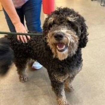 Bruno -  Poodle and Mixed Breed Dog for Adoption in York, Pennsylvania - Bruno | PetCurious