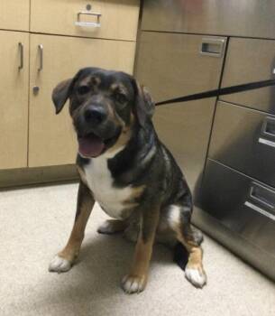 ACE -  German Shepherd Dog Dog for Adoption in Riverside, California - ACE | PetCurious