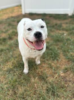 Rescue Pit Bull Terrier and American Bulldog Dogs for Adoption in Felton, Pennsylvania - Big Mac | PetCurious