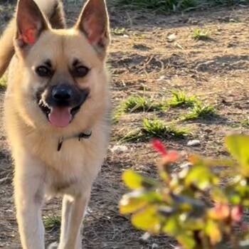 Rescue Mixed Breed Dogs for Adoption in Southside, Tennessee - Whiskey | PetCurious