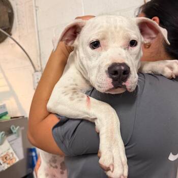 Kirby -  Pit Bull Terrier and Mixed Breed Dog for Adoption in Edinburg, Texas - Kirby | PetCurious