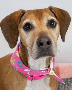 Hound Dogs Available for Adoption in Kennesaw, Georgia - Delores | PetCurious