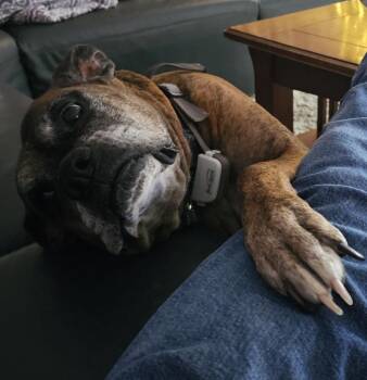 Boxer Dogs Available for Adoption - Ellie | PetCurious