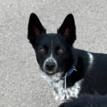 Blue -  Australian Cattle Dog Blue Heeler and Border Collie Dog for Adoption in Idaho Falls, Idaho - Blue | PetCurious