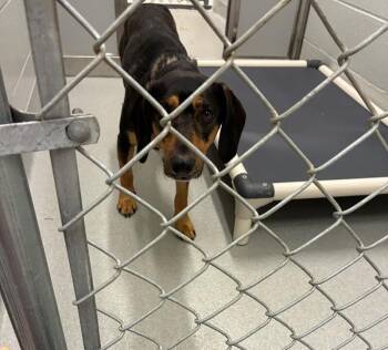 Piper -  Black And Tan Coonhound and Mixed Breed Dog for Adoption in Rochester, New York - Piper | PetCurious
