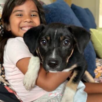 Wendy Wonderwell Dream Family Girl -  Rottweiler and Anatolian Shepherd Dog for Adoption in Friendswood, Texas - Wendy Wonderwell Dream Family Girl | PetCurious