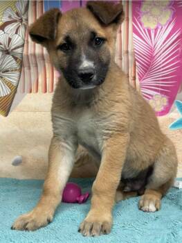 German Shepherd Dog Dogs Available for Adoption - Weevil | PetCurious
