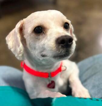 Enzo -  Cavalier King Charles Spaniel and Maltese Dog for Adoption in Warren, Michigan - Enzo | PetCurious