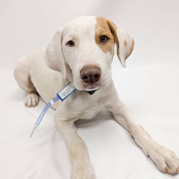 831 (2026) Troy -  Hound and Mixed Breed Dog for Adoption in Parker, Colorado - 831 (2026) Troy | PetCurious