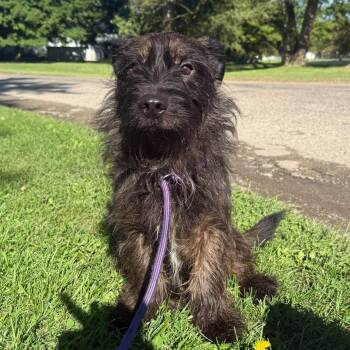 Koby -  Yorkshire Terrier and German Shepherd Dog Dog for Adoption in Alma, Michigan - Koby | PetCurious