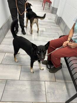 A1270266 -  German Shepherd Dog Dog for Adoption in Charlotte, North Carolina - A1270266 | PetCurious