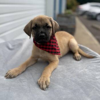Elias -  Pit Bull Terrier and Mixed Breed Dog for Adoption in Newberg, Oregon - Elias | PetCurious