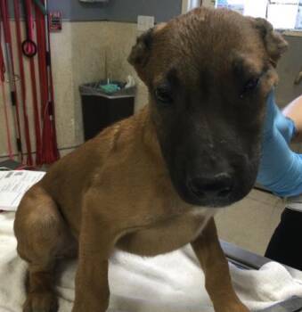 Cane Corso and Mixed Breed Dogs Available for Adoption in Riverside, California - JOSHUA | PetCurious