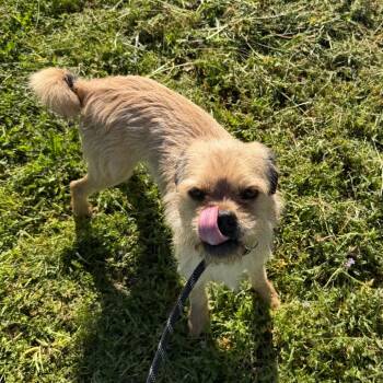 Albite -  Brussels Griffon and Pug Dog for Adoption in St. Augustine, Florida - Albite | PetCurious