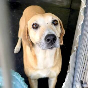 Mixed Breed Dogs Available for Adoption in Evensville, Tennessee - Rita | PetCurious