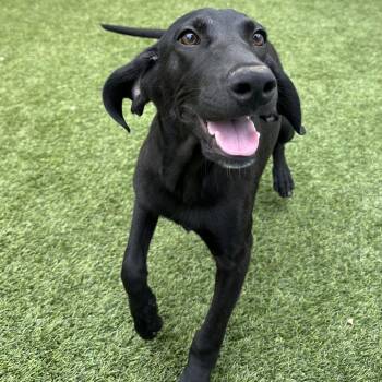 Drake 2384 -  Labrador Retriever and Mixed Breed Dog Available for Adoption in Loxahatchee Groves, Florida - Drake 2384 | PetCurious