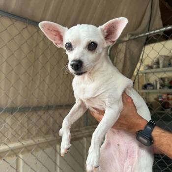 Angel -  Chihuahua Dog for Adoption in Ramona, California - Angel | PetCurious