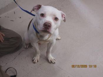 Pit Bull Terrier Dogs Available for Adoption - (852) | PetCurious