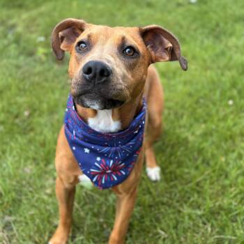 Rescue Redbone Coonhound and Mixed Breed Dogs for Adoption in Shakopee, Minnesota - Russ | PetCurious