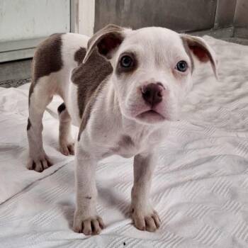 Terrier and Mixed Breed Dogs Available for Adoption - Georgia | PetCurious