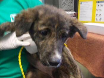 SWEET PEA -  Australian Shepherd Dog for Adoption in Tulsa, Oklahoma - SWEET PEA | PetCurious