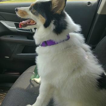 Jack -  Pomsky Dog for Adoption in Stanton, Michigan - Jack | PetCurious