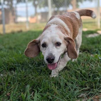 Statler -  Beagle Dog for Adoption in Jasper, Indiana - Statler | PetCurious