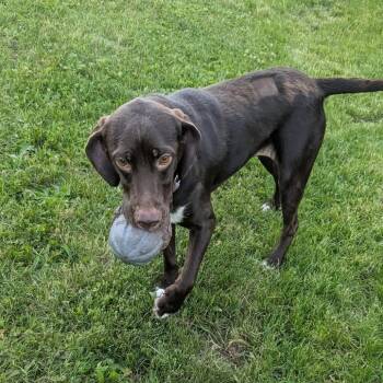 Riley -  Mixed Breed Dog for Adoption in Tomah, Wisconsin - Riley | PetCurious