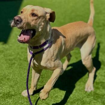 Great Dane Dogs Available for Adoption in Matteson, Illinois - Paul Blart | PetCurious