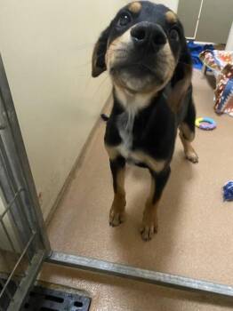 Jack -  German Shepherd Dog Dog for Adoption in Vancouver, Washington - Jack | PetCurious
