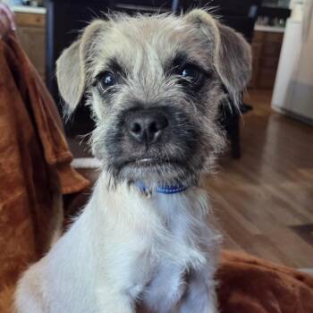 Teddy -  Pug and Terrier Dog for Adoption in Alma, Wisconsin - Teddy | PetCurious