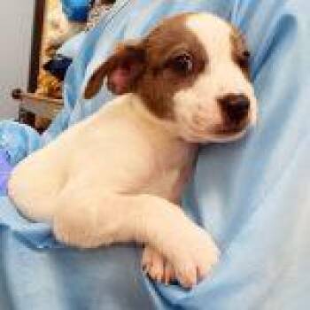 Mixed Breed Dogs Available for Adoption in Green Valley, Arizona - Paddy | PetCurious