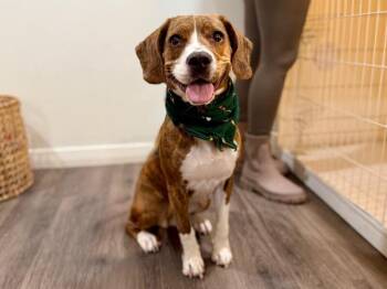 Bella Brindle Belle Beagle -  Beagle and Pit Bull Terrier Dog for Adoption in Friendswood, Texas - Bella Brindle Belle Beagle | PetCurious
