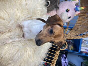 Rescue Chiweenie Dogs for Adoption in Oklahoma City, Oklahoma - Wrigley Westbrook | PetCurious