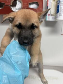 Rescue Shepherd Dogs for Adoption in Thousand Oaks, California - RJ -- LONGTIME RESIDENT! | PetCurious