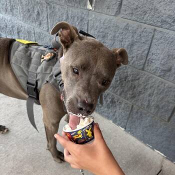 Princess -  Pit Bull Terrier Dog for Adoption in Dallas, Texas - Princess | PetCurious