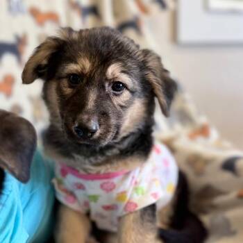 Mixed Breed Dogs Available for Adoption - Cocoa | PetCurious