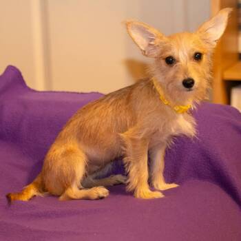Honey -  Chihuahua and Yorkshire Terrier Dog for Adoption in Santa Fe, Texas - Honey | PetCurious