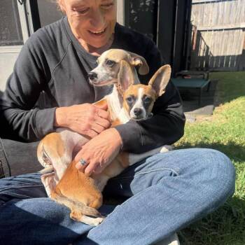 Meeka *Arriving 11/6* D12944 -  Chihuahua and Corgi Dog for Adoption - Meeka *Arriving 11/6* D12944 | PetCurious