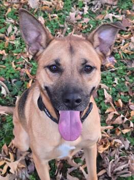 Rescue German Shepherd Dog Dogs for Adoption in Clarksville, Tennessee - Hunter | PetCurious