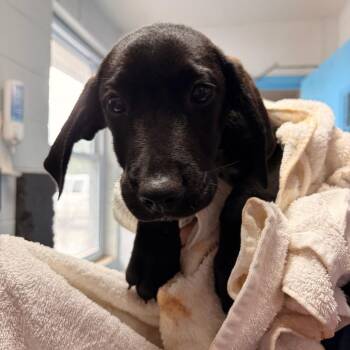 Cash -  Hound and Mixed Breed Dog for Adoption in Franklin, North Carolina - Cash | PetCurious
