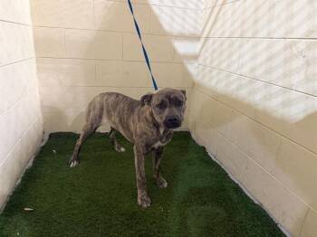 American Bulldog and Mixed Breed Dogs Available for Adoption - A1259561 | PetCurious