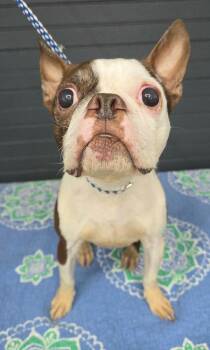 Honor -  Boston Terrier Dog for Adoption in New York, New York - Honor | PetCurious
