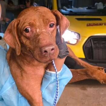 Labrador Retriever Dogs Available for Adoption - Ceecee 6343 | PetCurious