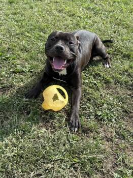 Rescue American Staffordshire Terrier Dogs for Adoption in Binghamton, New York - Onyx | PetCurious